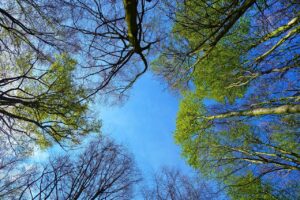 薄毛の対策方法はこれで決まり？