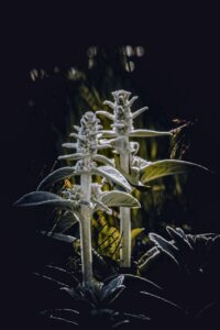 薄毛の悩みを解消する髪の毛を増やす方法は？